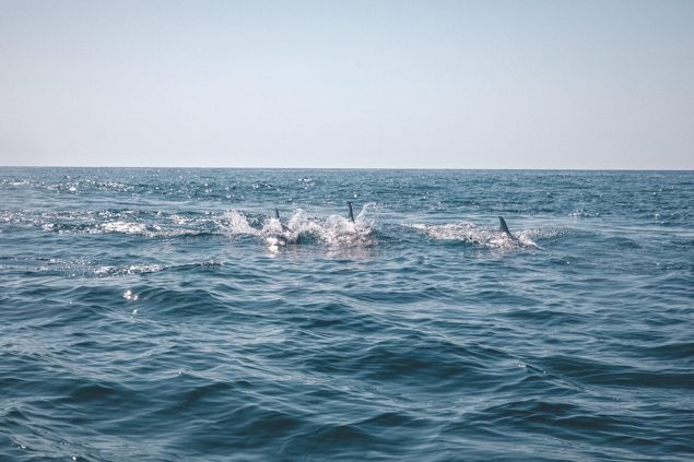 Schwimmen mit Delphinen